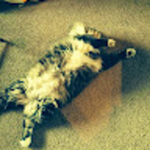 Meet your Posher, Steven